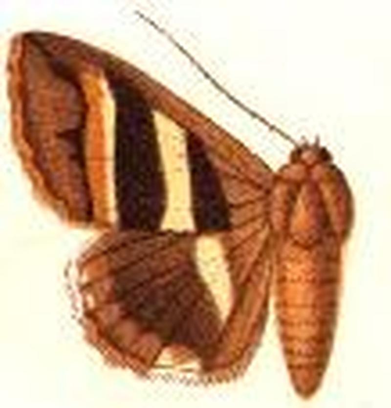 Grammodes cooma
