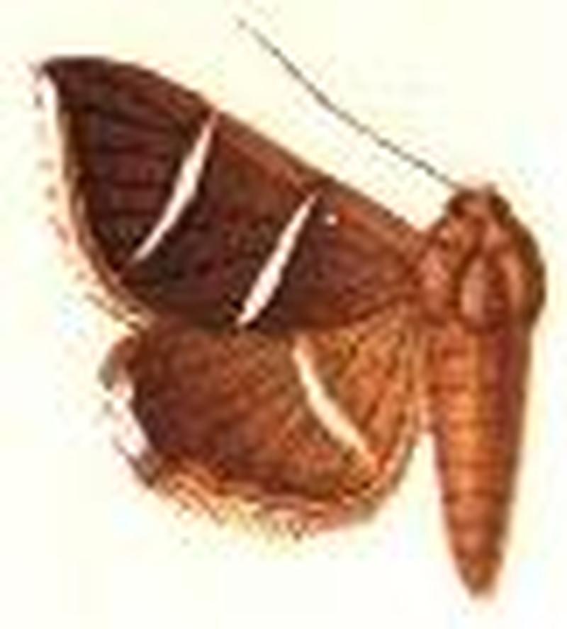 Grammodes justa