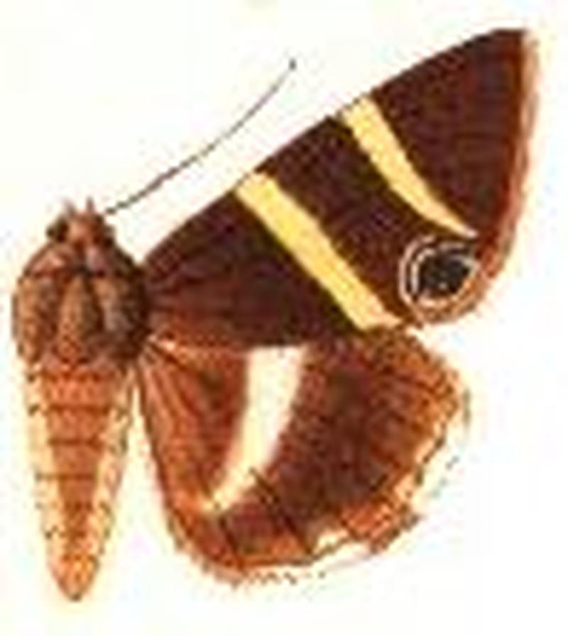 Grammodes ocellata