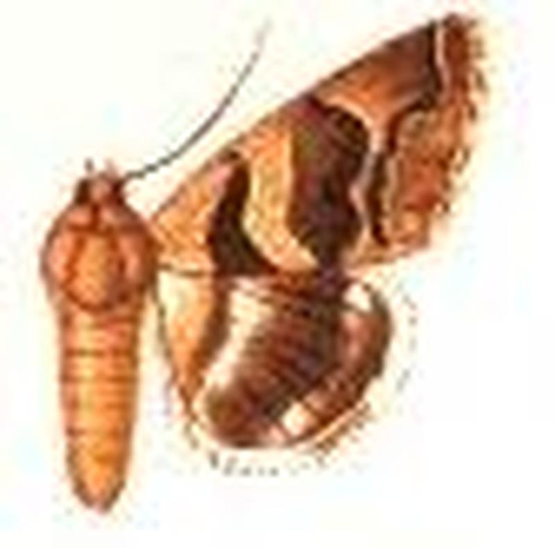 Grammodes palaestinensis