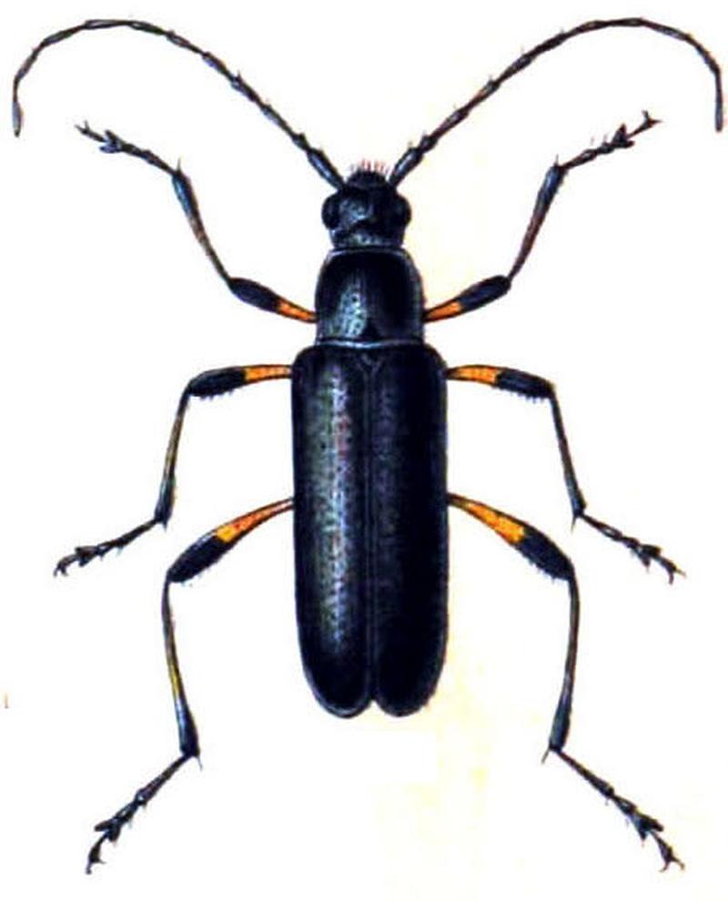Grammoptera abdominalis Reitter-1912