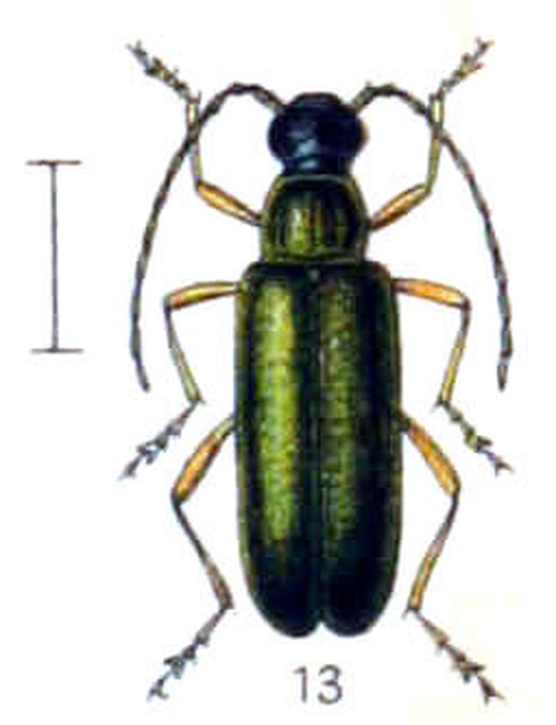 Grammoptera ustulata