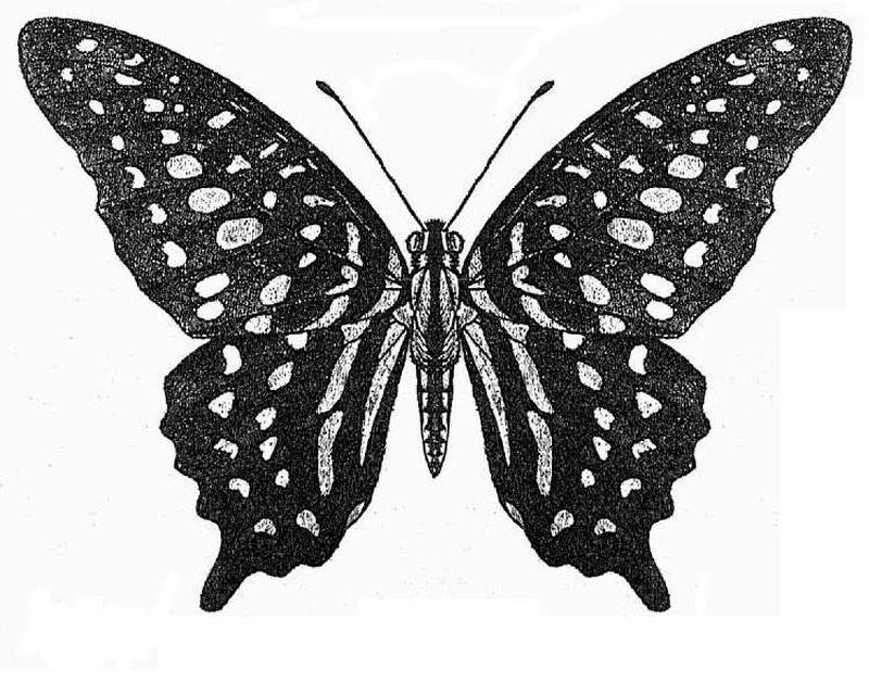 Graphium agamemnon