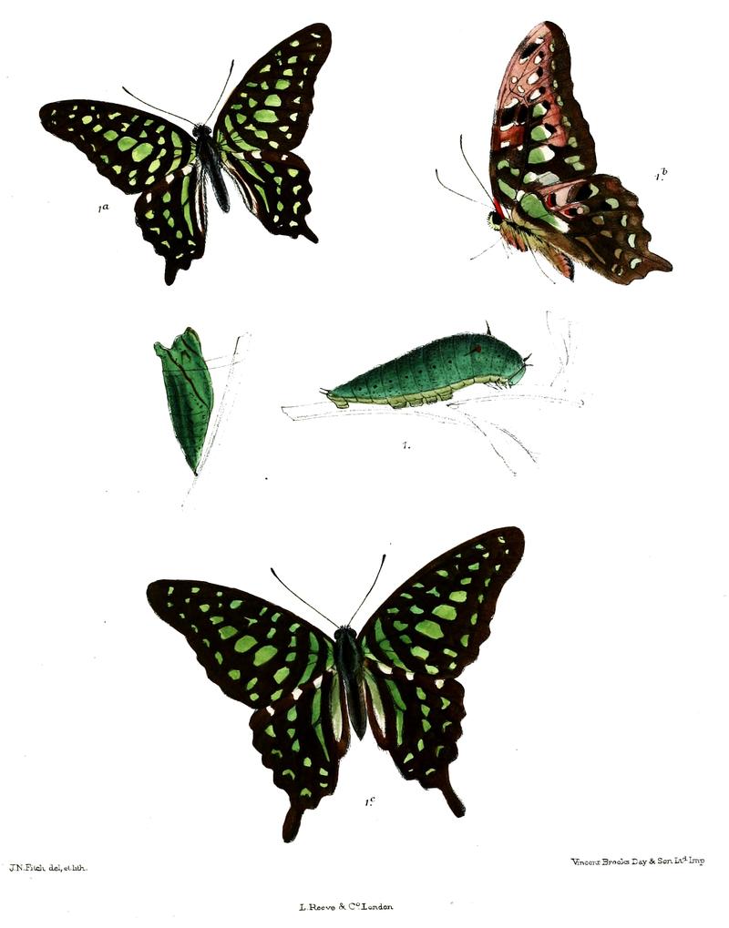 Graphium agamemnon 470