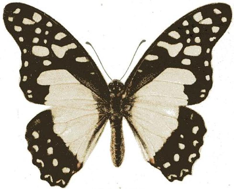 Graphium angolanus
