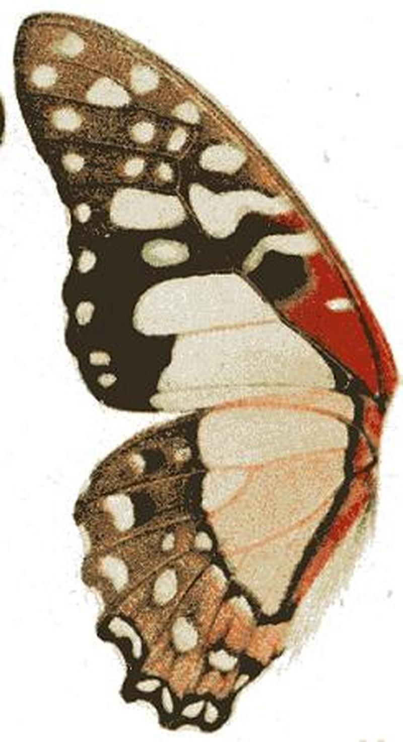 Graphium angolanus u