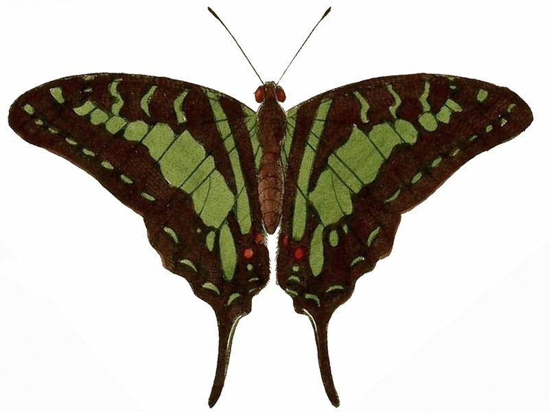 Graphium antheus 2