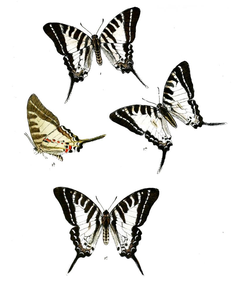 Graphium anticrates 476