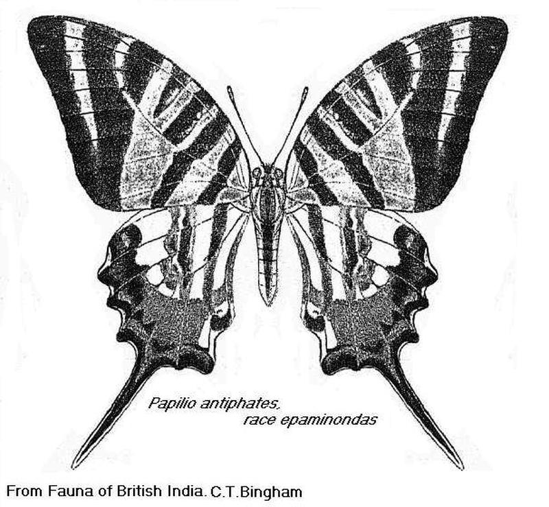 Graphium antiphates epaminondas