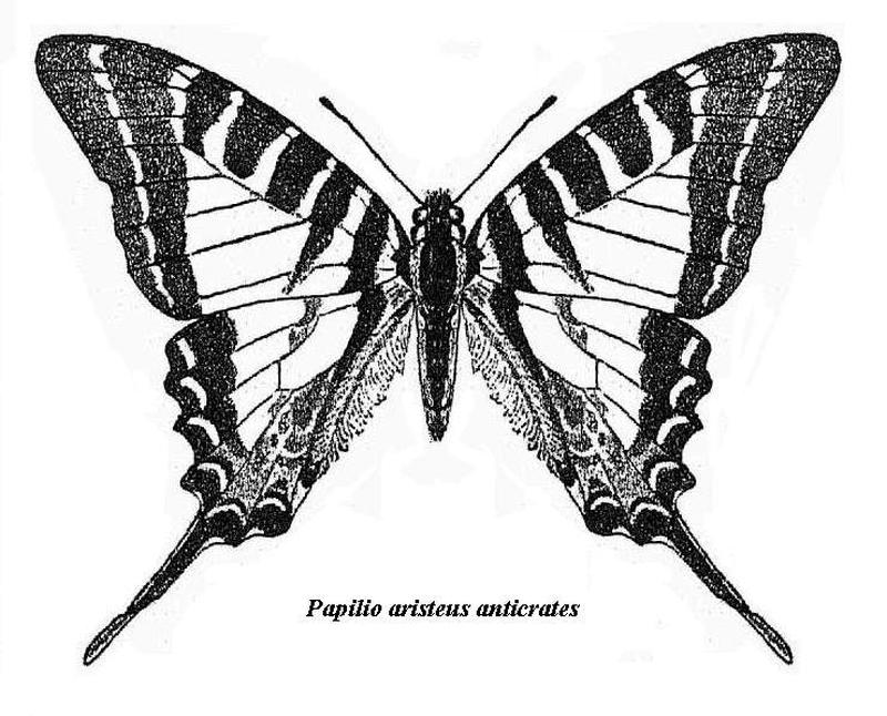 Graphium aristeus