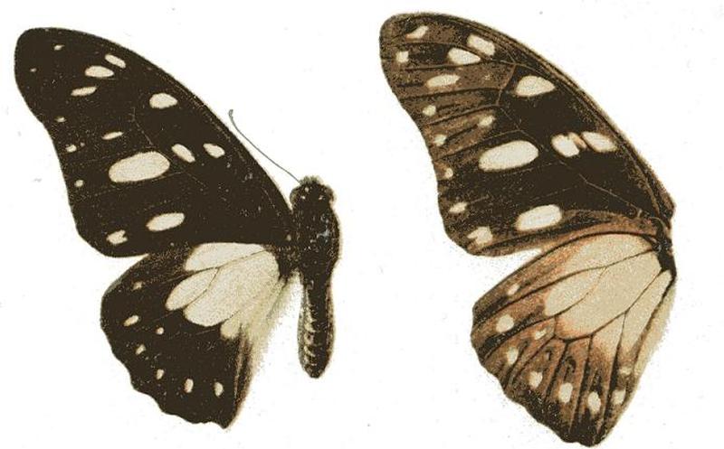 Graphium brasidas upperside and underside