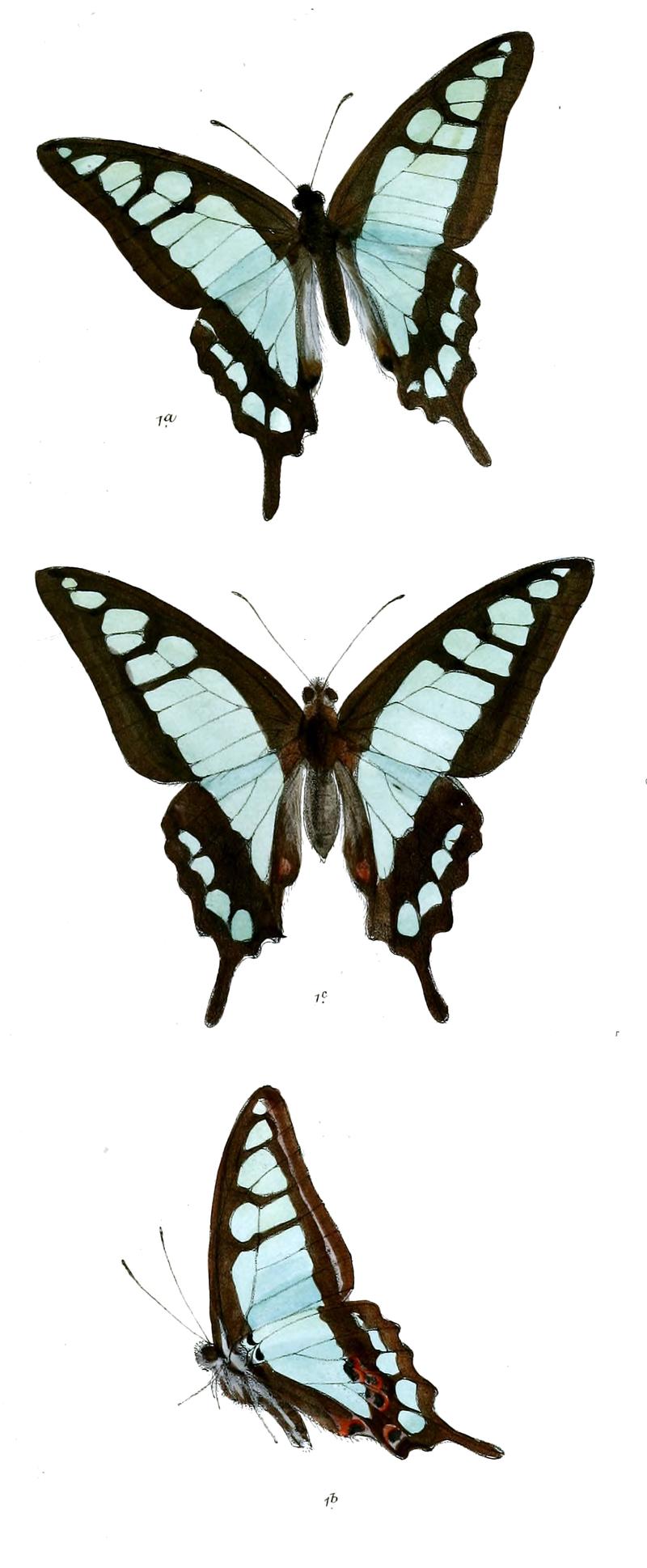 Graphium clanthus 473