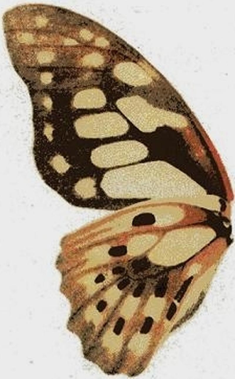 Graphium cyrnus illustration noir