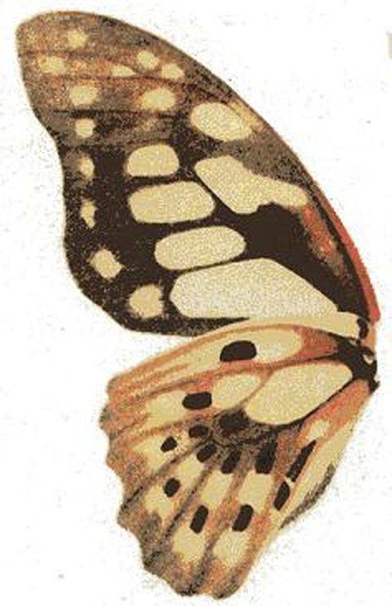 Graphium cyrnus u