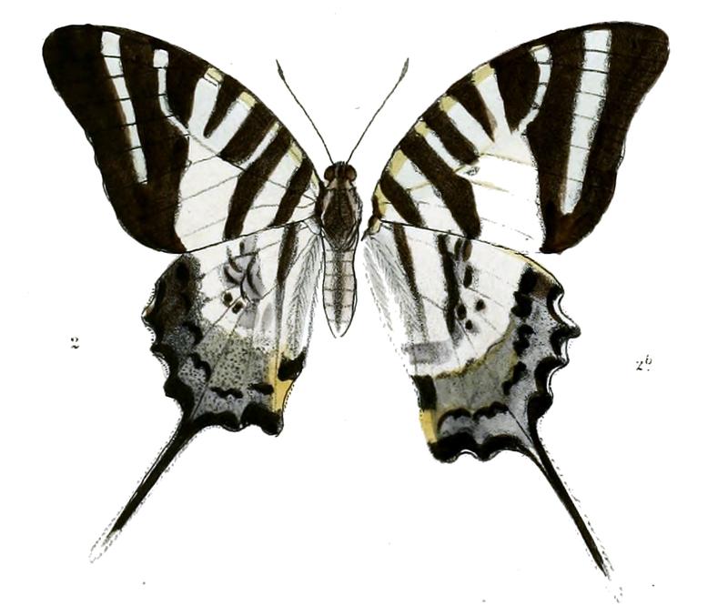 Graphium epaminondas 475-cropped