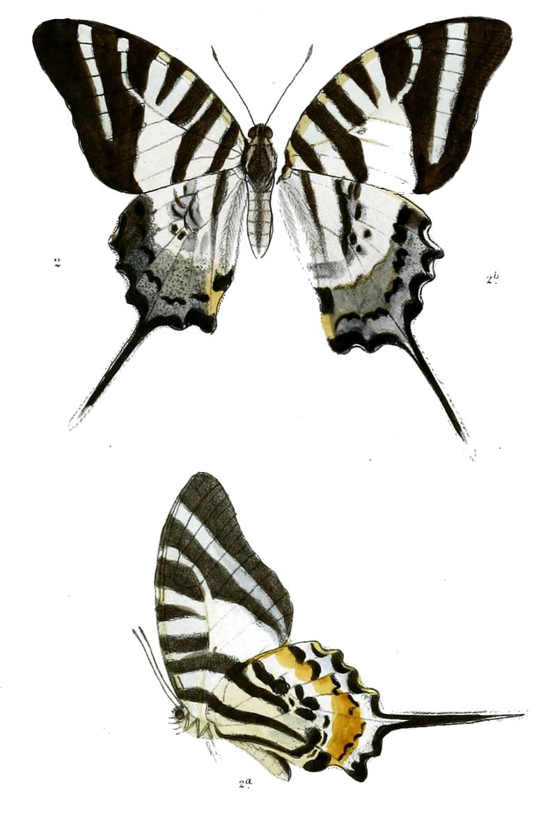 Graphium epaminondas 475