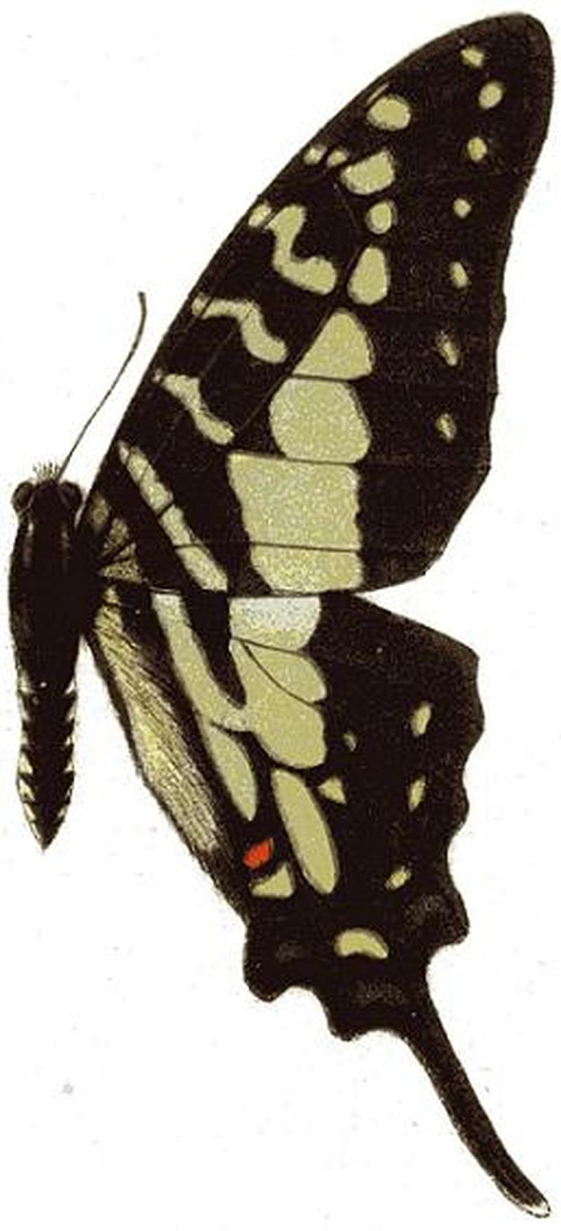 Graphium evombaroides