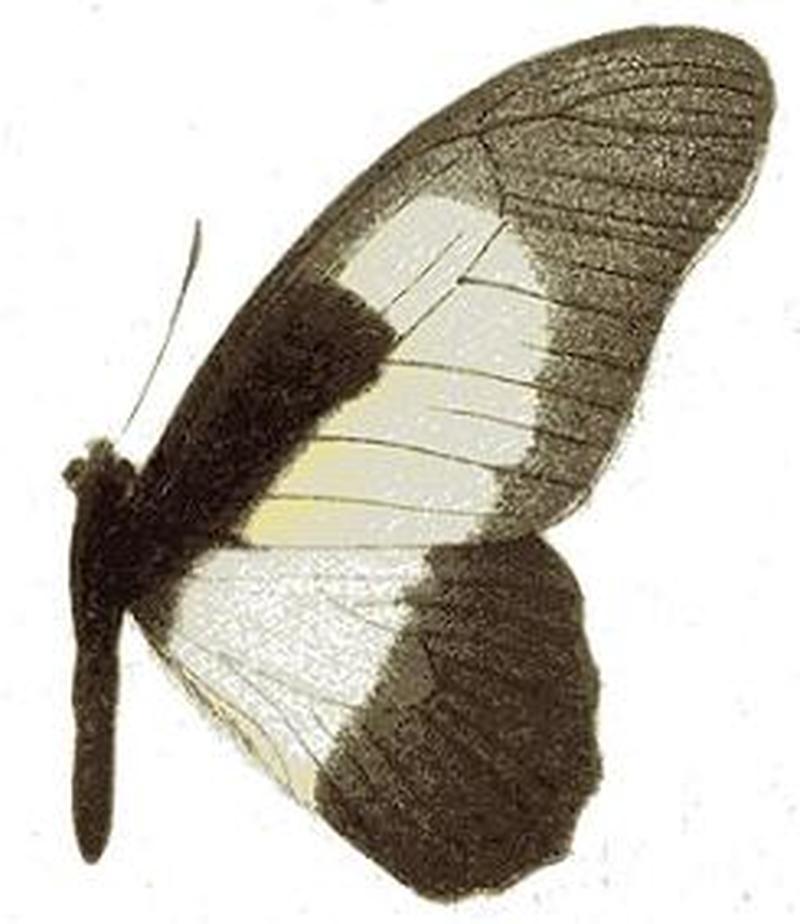 Graphium hachei moebii
