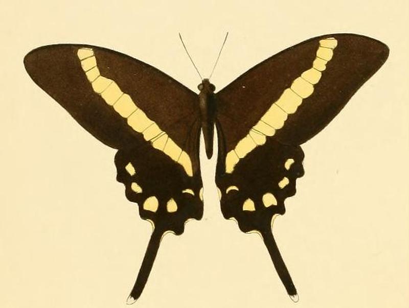 Graphium illyris