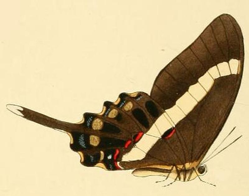 Graphium illyris1