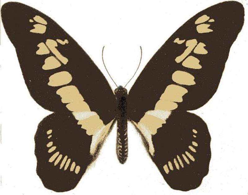 Graphium latreillianus theorini