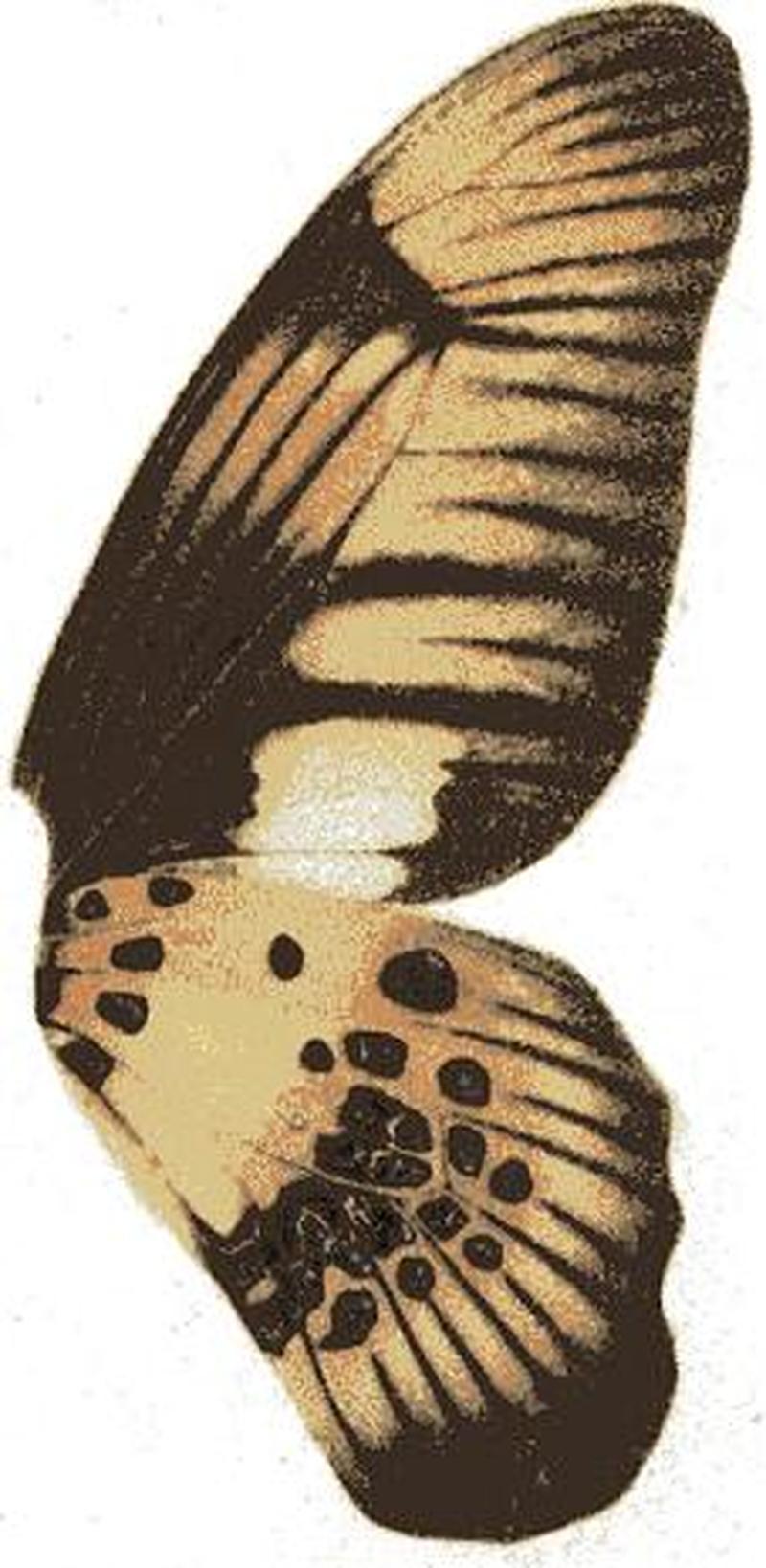 Graphium latreillianus theorini u