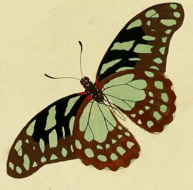 Graphium leonidas1
