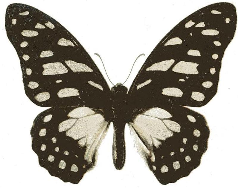 Graphium leonidas seitz