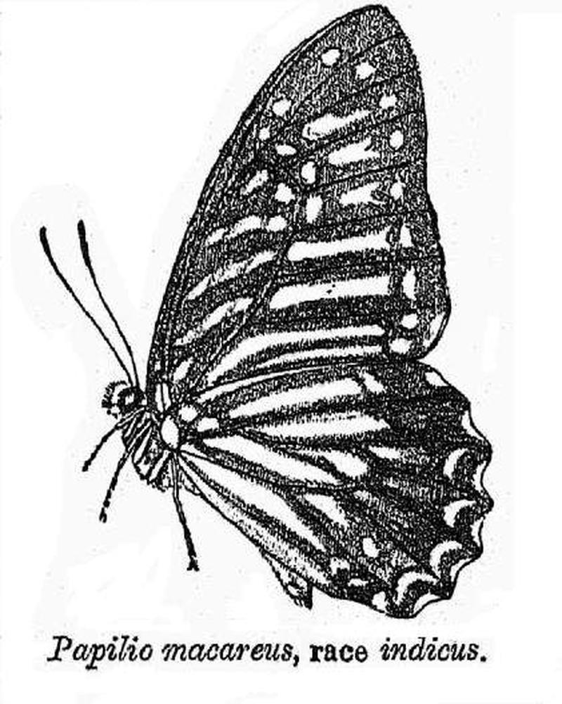 Graphium macareus indicus