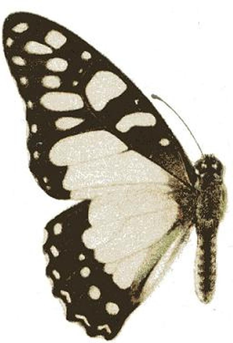 Graphium morania1