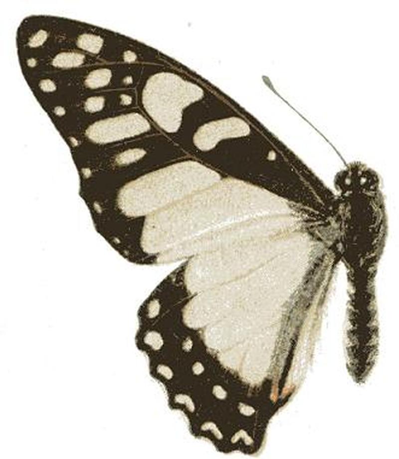 Graphium morania f