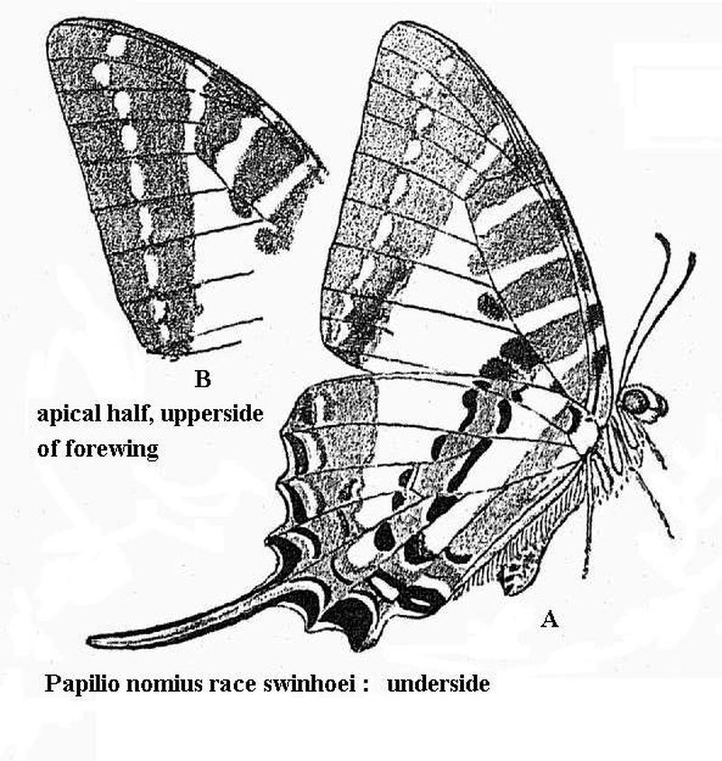 Graphium nomius