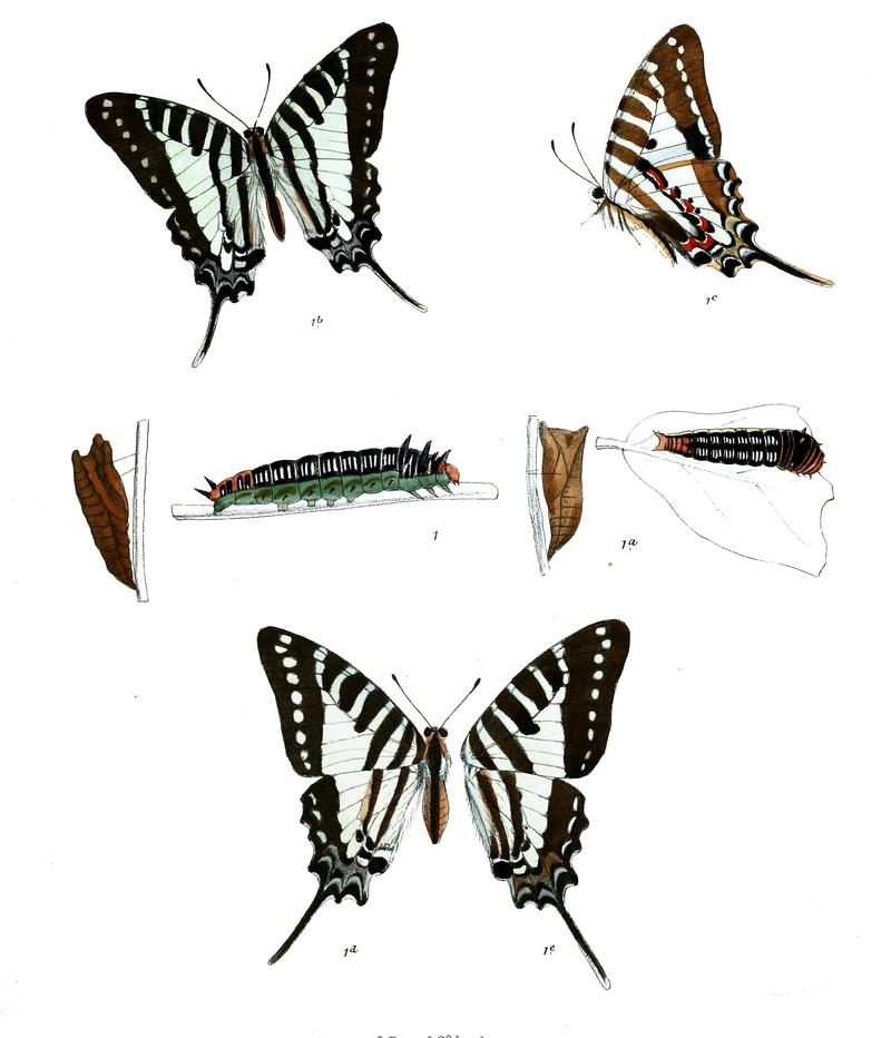 Graphium nomius 477