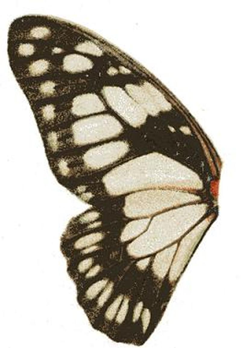 Graphium philonoe u