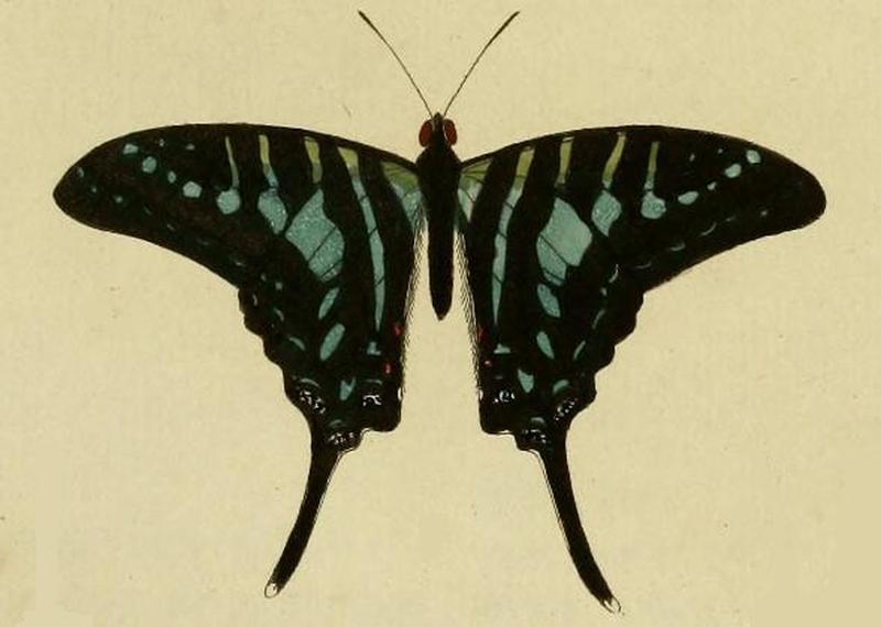 Graphium policenes