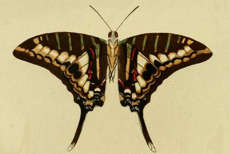 Graphium policenes1