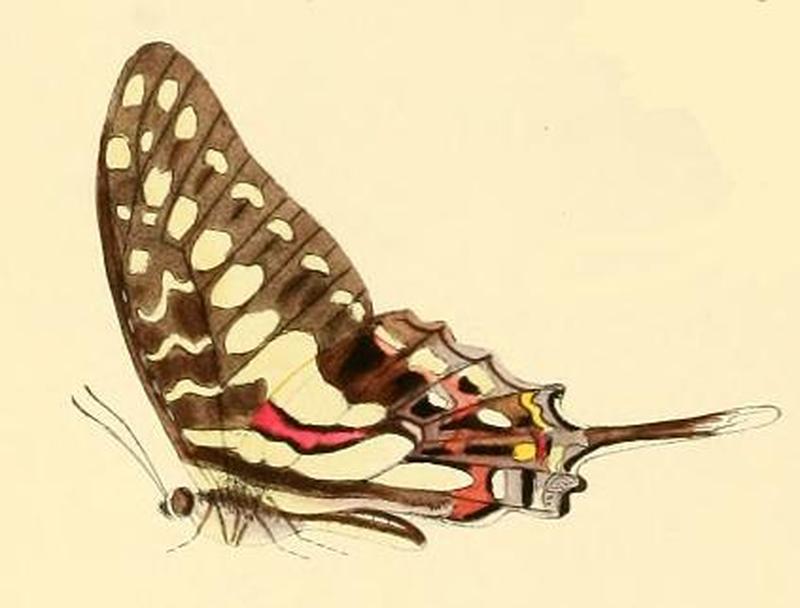 Graphium porthaon1