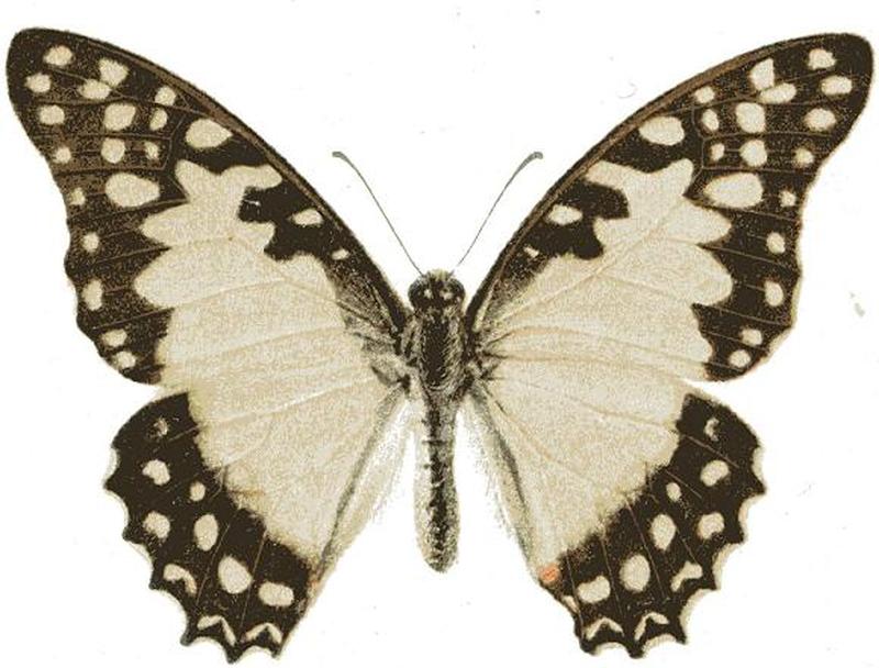 Graphium pylades