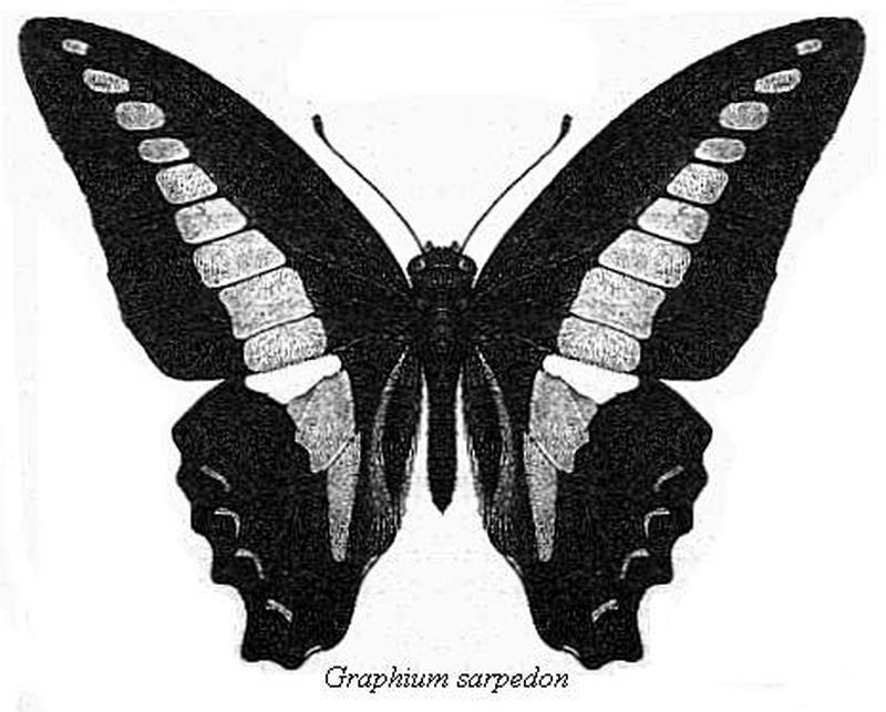 Graphium sarpedon bingham