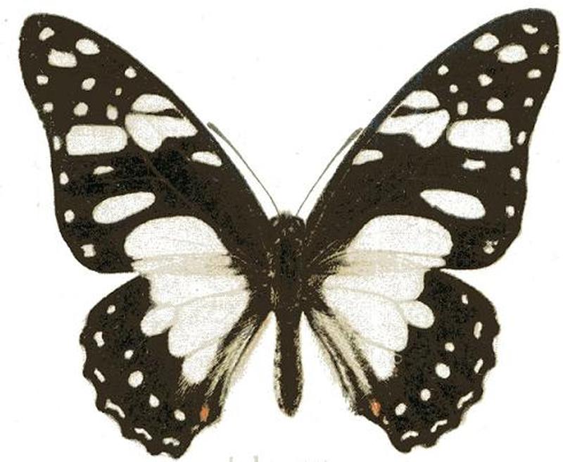 Graphium taboranus