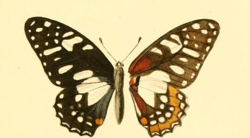 Graphium taboranus1