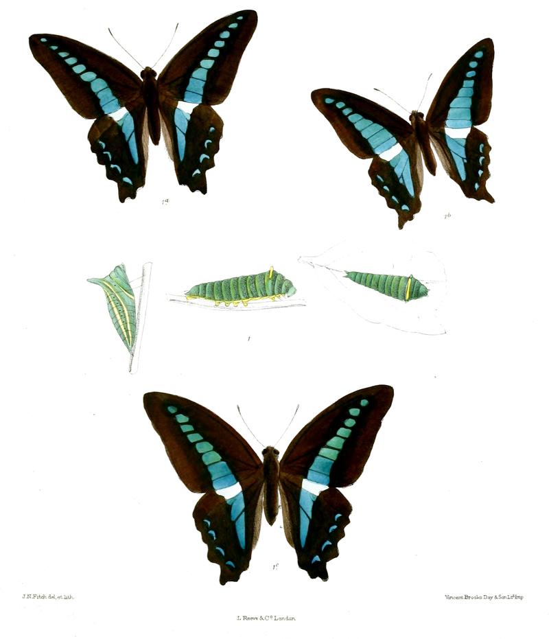 Graphium teredon 472