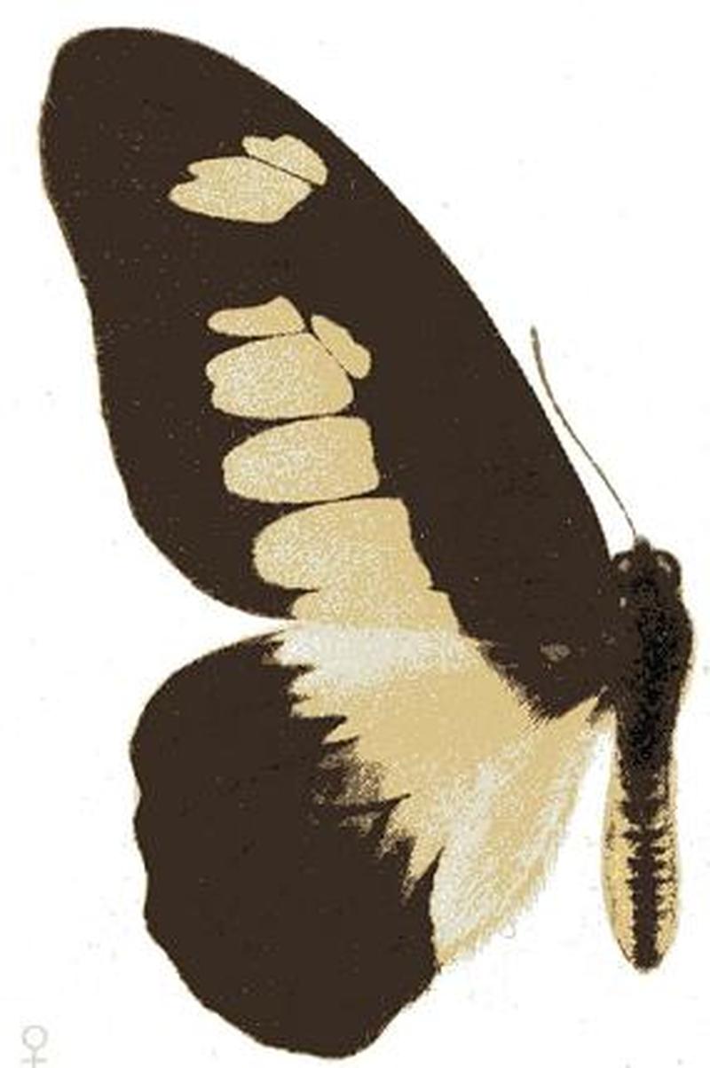Graphium ucalegon seitz