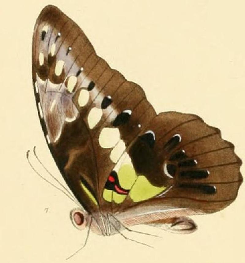 Graphium wallacei1