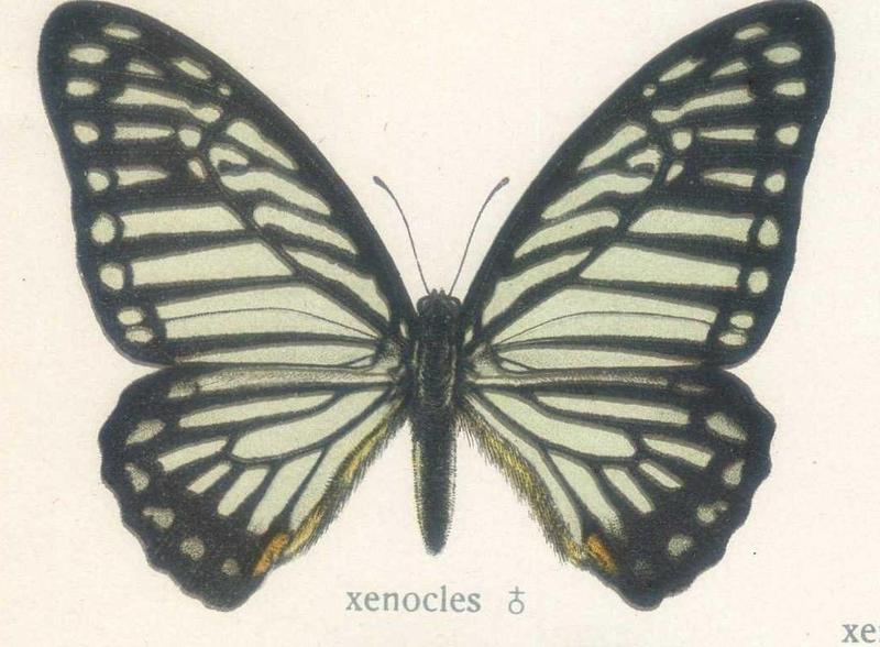 Graphium xenoclesCramer, 1775