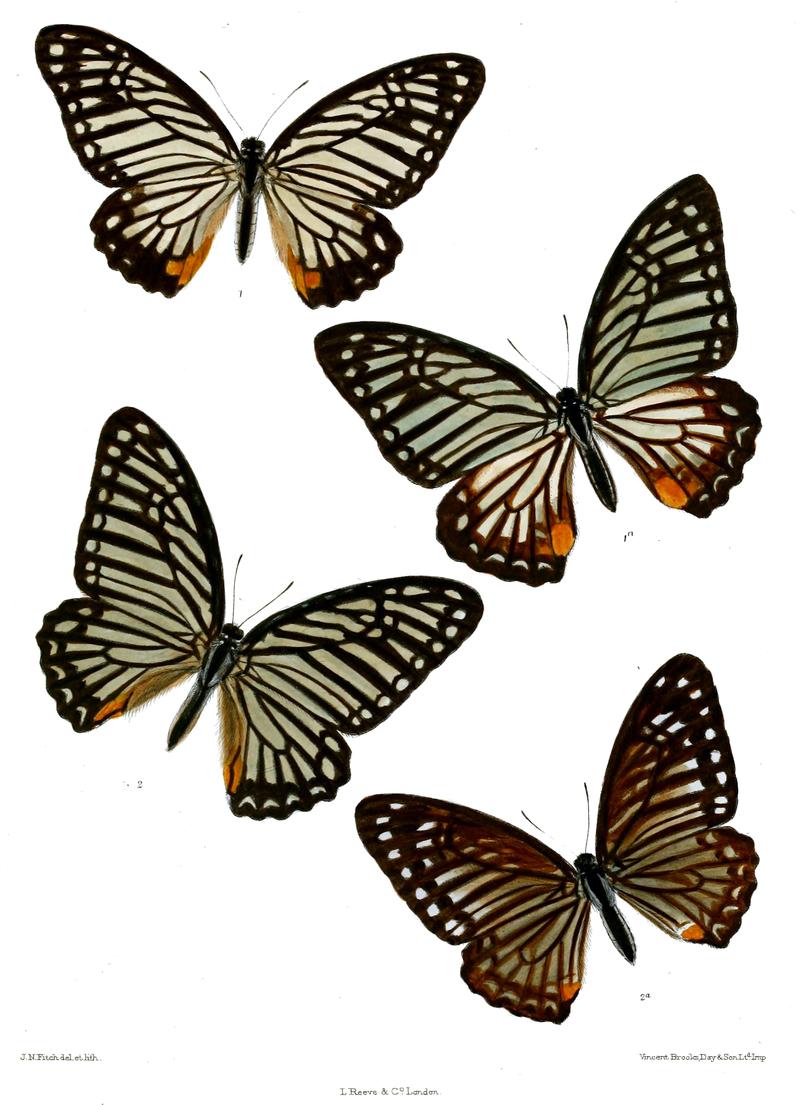 Graphium xenocles 516