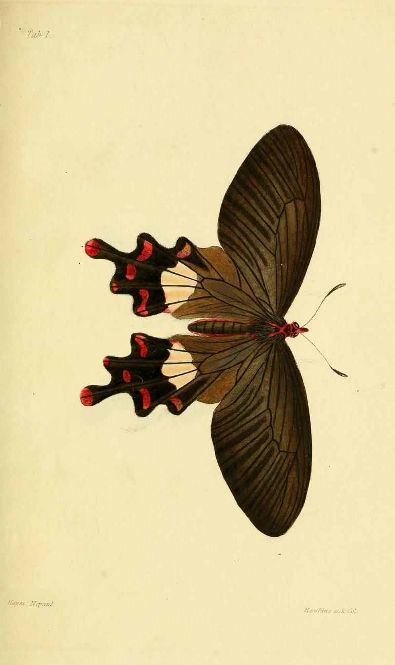 GrayNepalPlate1