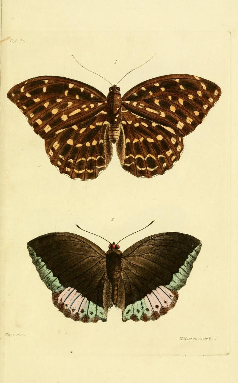 GrayNepalPlate10