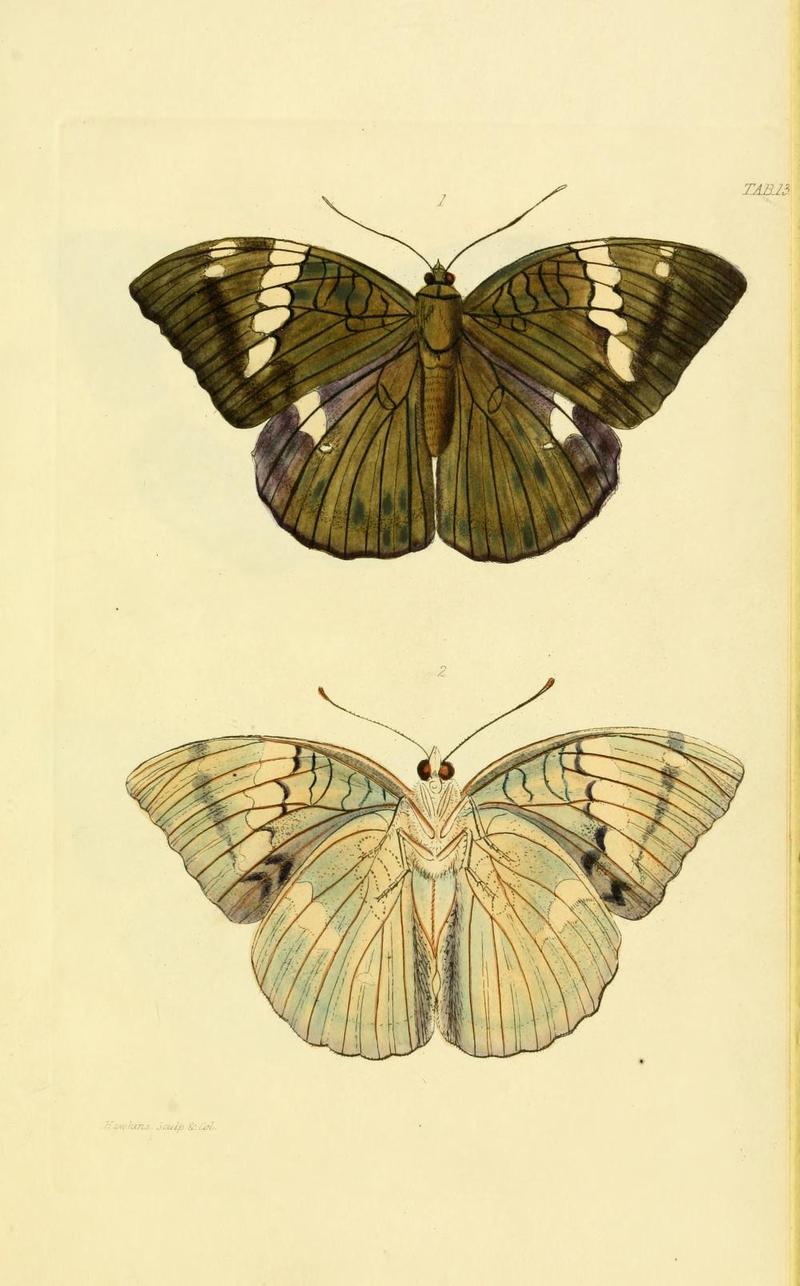 GrayNepalPlate13