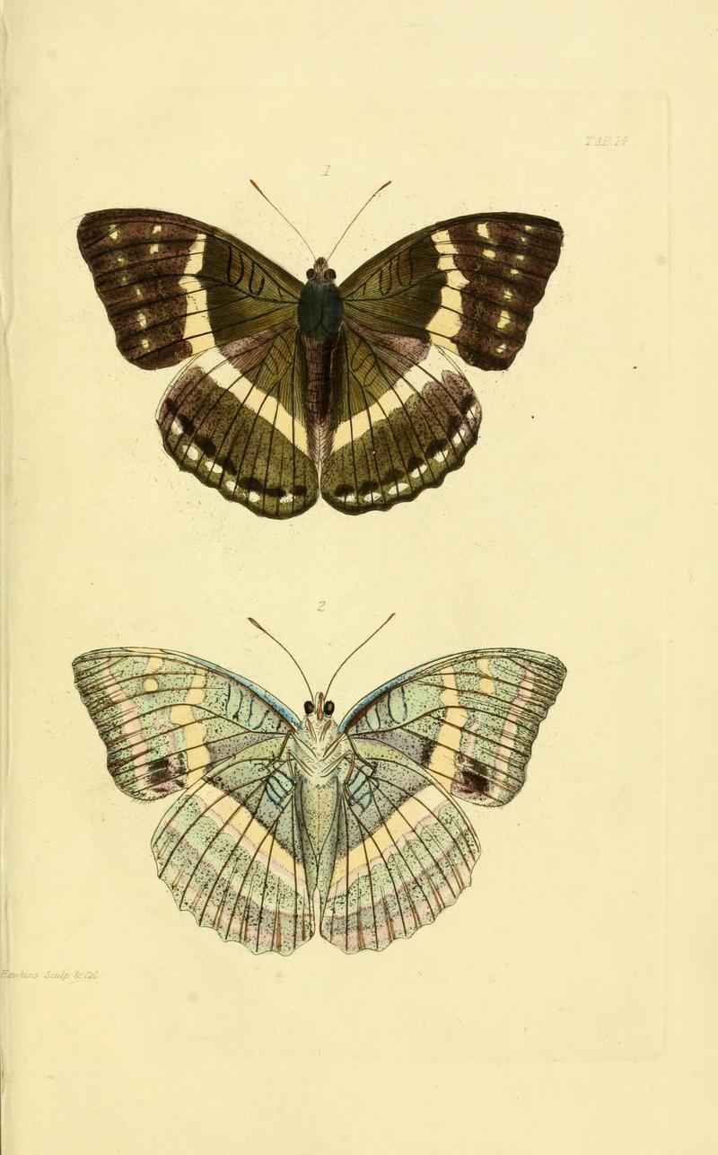 GrayNepalPlate14